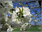 foto Ciliegi in fiore tra i Colli Asolani